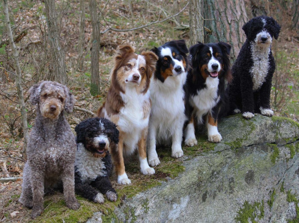 Bibbi, Fozzie, Bånne, Meja, Sexy och Sallienallie