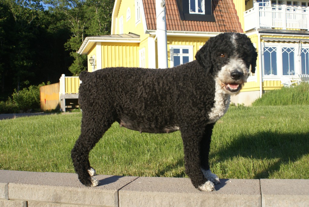 Magen växer nu kan det inte vara långt kvar