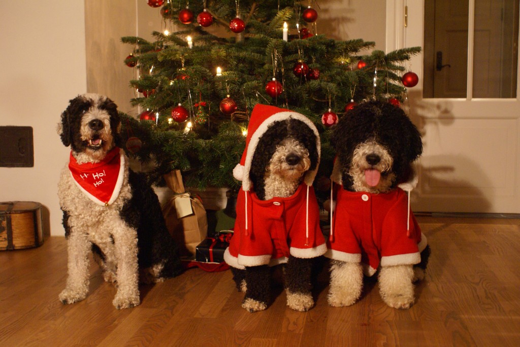 Scheffelfältets A Winnie the Pooh 15 years old, Aqualine's Quintanilla de Aribba 3 years old and cencerro Ashover's Big Wish, 6 month old,