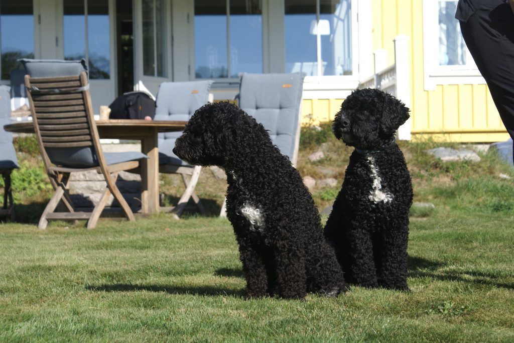 Pastill "Tora" och Tryffel "Bacchus"