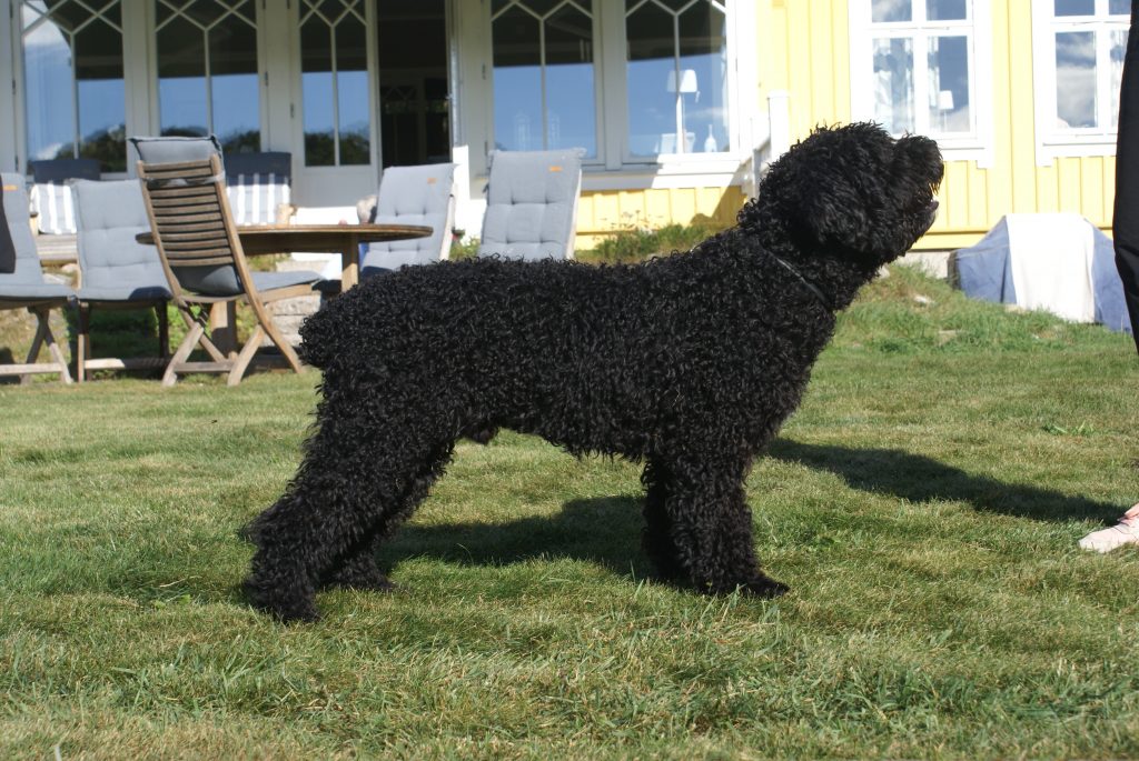 Cencerro's Lakrits Knäck "Max"