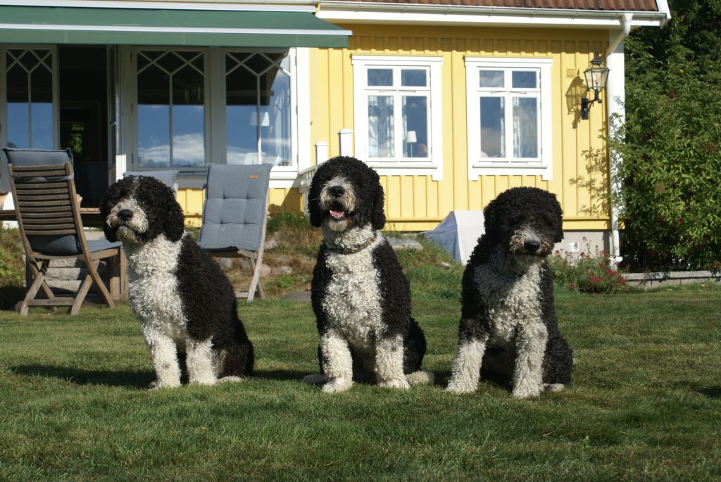 Från vänster Here I come "Dali", Big wish "Big" och Worth the wait "Kurt"