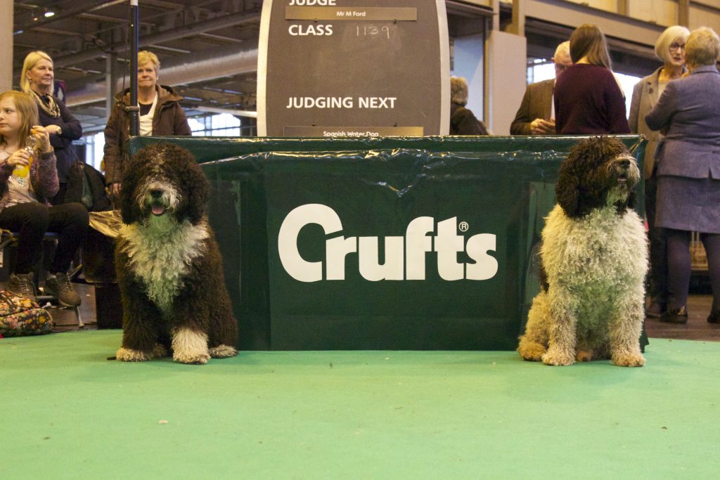 Crufs 2017 "Teddy" & "Paco"