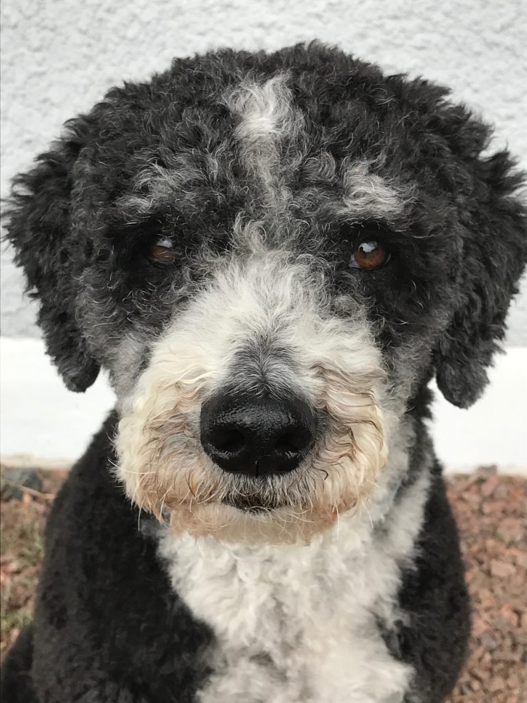 Sallie 10 år